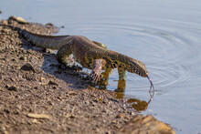 Water Monitor On River Shore