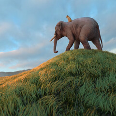 dog rides an elephant across the field 