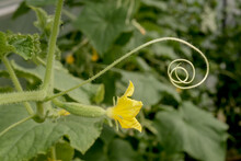 Cucumber (Cucumis Sativus) In Vegetable Garden