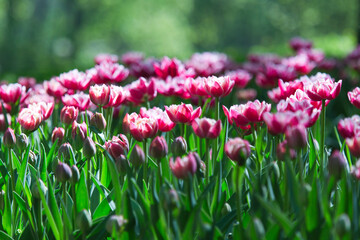 Wall Mural - Spring tulips in park, Russia.