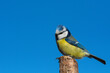 Blue tit (Parus caeruleus) sits on the  tree branch , blue sky background