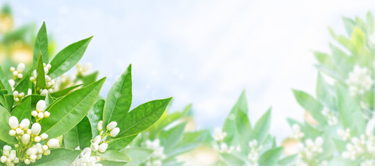 Wall Mural - Orange flowers, buds and fruits spring horizontal background. Neroli blossom.