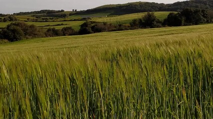 Wall Mural - Wheat field.
Spikelets of green wheat. field of ripening wheat against the blue sky. farm concept. ecological grain. Wheat field.
Green barley field on a windy summer day.
cereals-harvest-green-wheat 