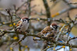 two  sparrows(Passer montanus) are sitting on a branch  , blured background