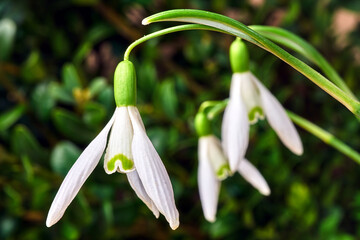 Wall Mural - white blooming snowdrops in a meadow in spring