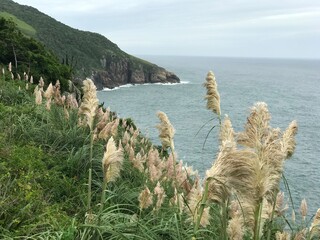 grass and sea