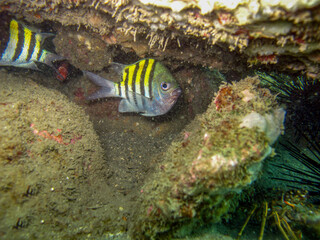 Wall Mural - Sergeant Major fish Abudefduf saxatilis in Tayrona National Natural Park