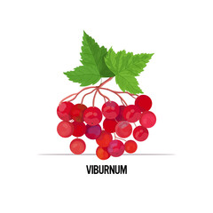 Wall Mural - fresh viburnum icon tasty ripe fruit berry healthy food concept