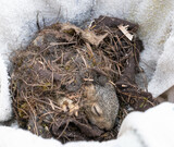 Fototapeta Sawanna - Baby squirrel sleeping in a nest