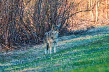 coyote in the grass