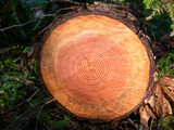 Fototapeta Sawanna - Cross section of rings of a newly cut fir tree