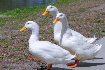 Wall Mural - three white ducks on the lake