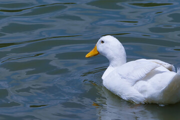 Wall Mural - white duck in the water