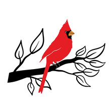 The Red Bird Cardinal Sits On A Branch Of A Tree.