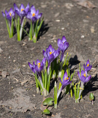 Wall Mural - Crocuses blooms in the garden. Selective focus.