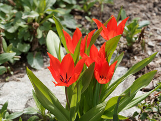 Poster - (Tulipa praestans) Tulipes botaniques sauvages 'Zwanenburg' à pétales rouge écarlate