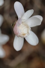 Closeup of white Magnolia flower in Spring season.