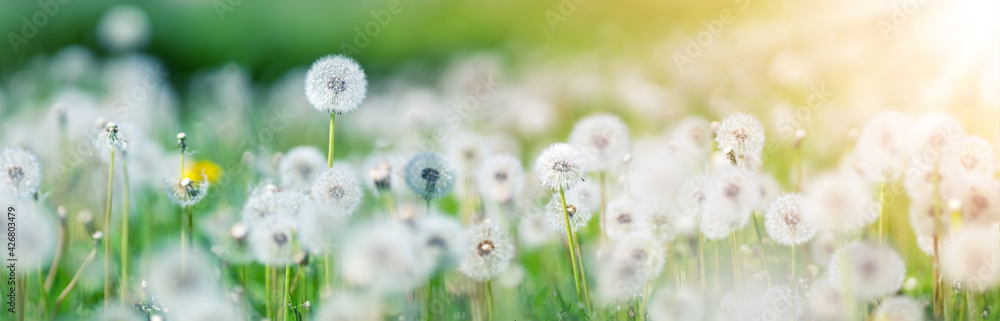 Meadow with lots dandelions in sunny day. - obrazy, fototapety, plakaty 