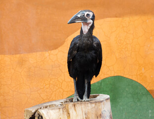 Wall Mural - Southern ground hornbill bird.
It is the largest species of the rhinoceros bird family. The plumage color is black. Males have bare patches of bright red skin around the eyes and on the throat. In you