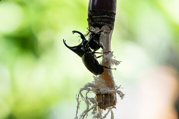 rhinoceros beetle on tree