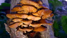 Poisonous Jack O'Lantern Mushrooms On Their Typical Location, Bottom Of A Tree Trunk. Illuminated By Built-in Flash.