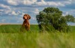 Magyar Vizsla Hund - Kurzhaariger Ungarischer Vorstehhund auf einer grünen Wiese vor blauem Himmel