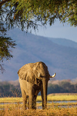 Wall Mural - Elephants walking and feeding on the Zambesi plain in Zimbabwe