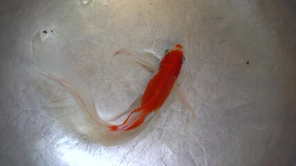 Wall Mural - The goldfish swimming in a metal basin.