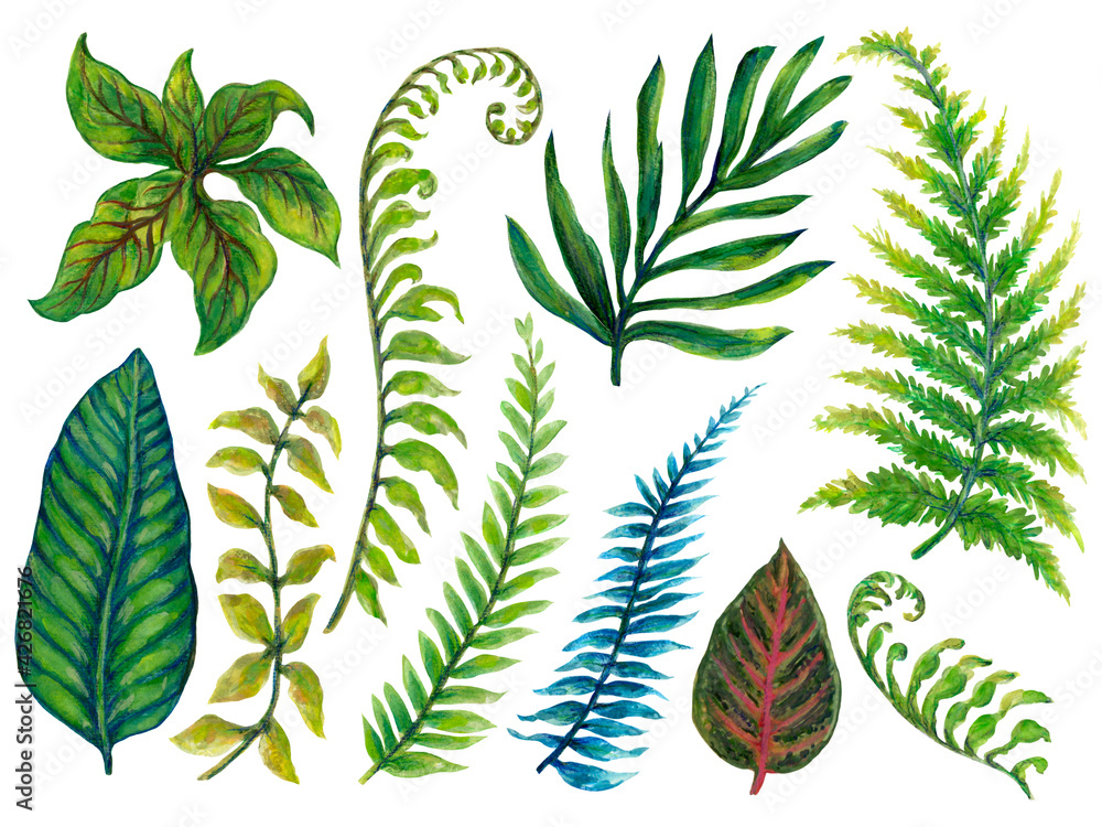 Hand drawn houseplant rainforest foliage and leaf Illustration elements ...