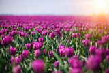 Fototapeta Tulipany - Magical landscape with fantastic beautiful tulips field in Netherlands on spring. Blooming multicolor dutch tulip fields in a dutch landscape Holland. Travel and vacation concept. Selective focus. 
