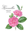 Watercolour camellia branch. Flowers, buds and leaves arrangement