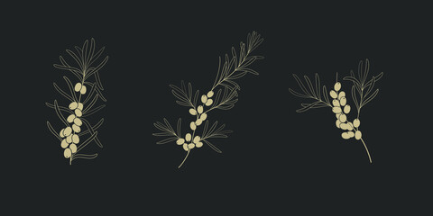 Poster - Branch of sea buckthorn. Contour vector naturalistic illustration.