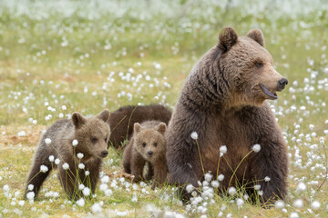 Wall Mural - A mother bear and her three cubs in the middle of the cotton grass in a Finnish bog