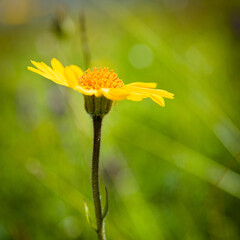 Canvas Print - Blume