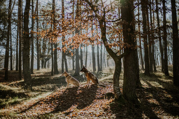 Epic shot of two dogs in a forest sitting in sunlight
