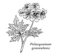 Geranium (Pelargonium Graveolens), Flowering Branch Of A Plant With Leaves, Black And White Vector Illustration. Used In Perfumery, Medicine. The Image Of This Plant Can Be Used On Labels, Packaging, 