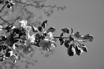 Poster - Blooming fruit tree flowers