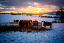Winter Dinner On A Pasture At Sunset