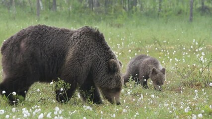 Wall Mural - Bear mother with her two cubs in the middle of the cotton grass on a Finnish bog on a rainy day
