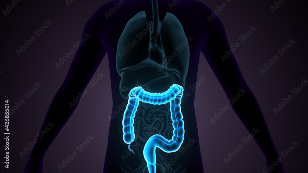 Large Intestine 3D Illustration Human Digestive System Anatomy. Stock ...