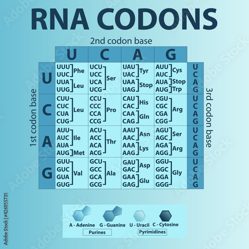 Rna Amino Acid Chart