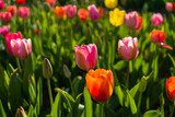 Fototapeta Tulipany - Tulpen im Frühling