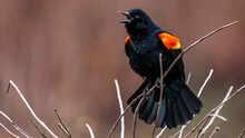 Red Winged Blackbird Calling