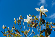 Magnolia Denudata Tree Flower In Spring