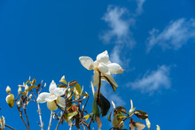 Magnolia Denudata Tree Flower In Spring