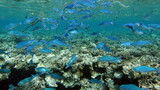 Fototapeta Do akwarium - Fish.
Red Sea cesium (Rus) - Red Sea fusilier (Suez fusilier) (Eng) - grows up to 25 cm, feeds on plankton.

