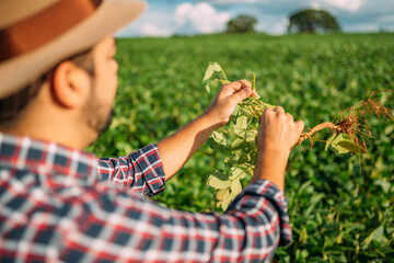 Male farm worker hand harvesting green fresh ripe organic soybean.