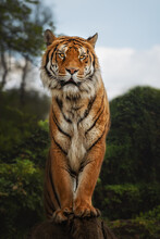 Bengal Tiger Is A Panthera Tigris Tigris Population Native To The Indian Subcontinent, Standing On Tree Stump