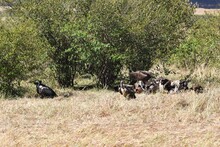 Group Of Vultures In The Savannah