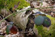 Old Wood Log Covered With Moss In Nature